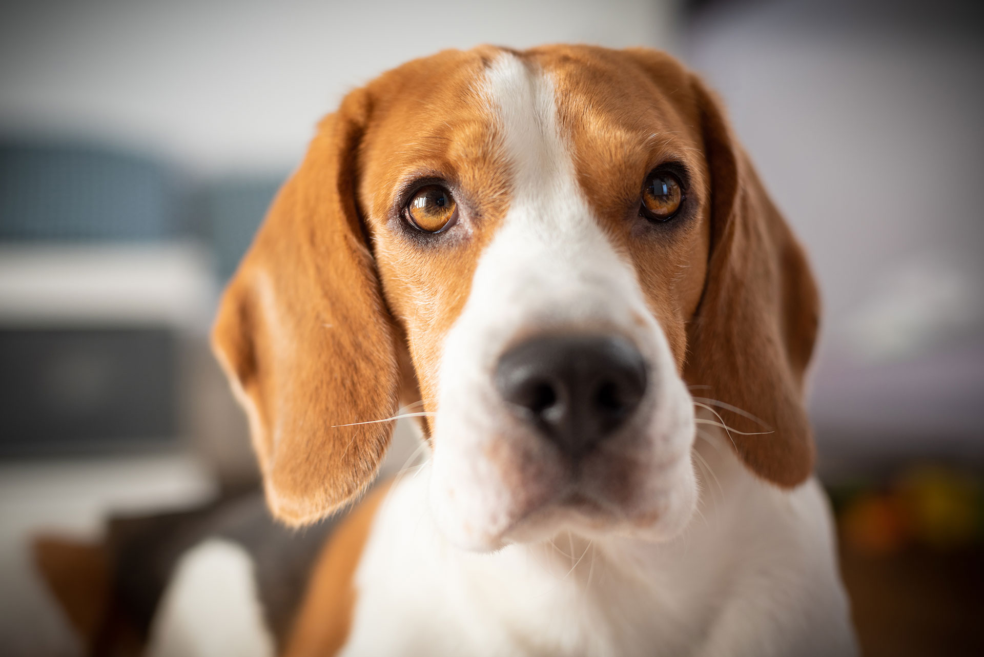 En este momento estás viendo Seguro obligatorio para perros con la nueva Ley de Bienestar Animal